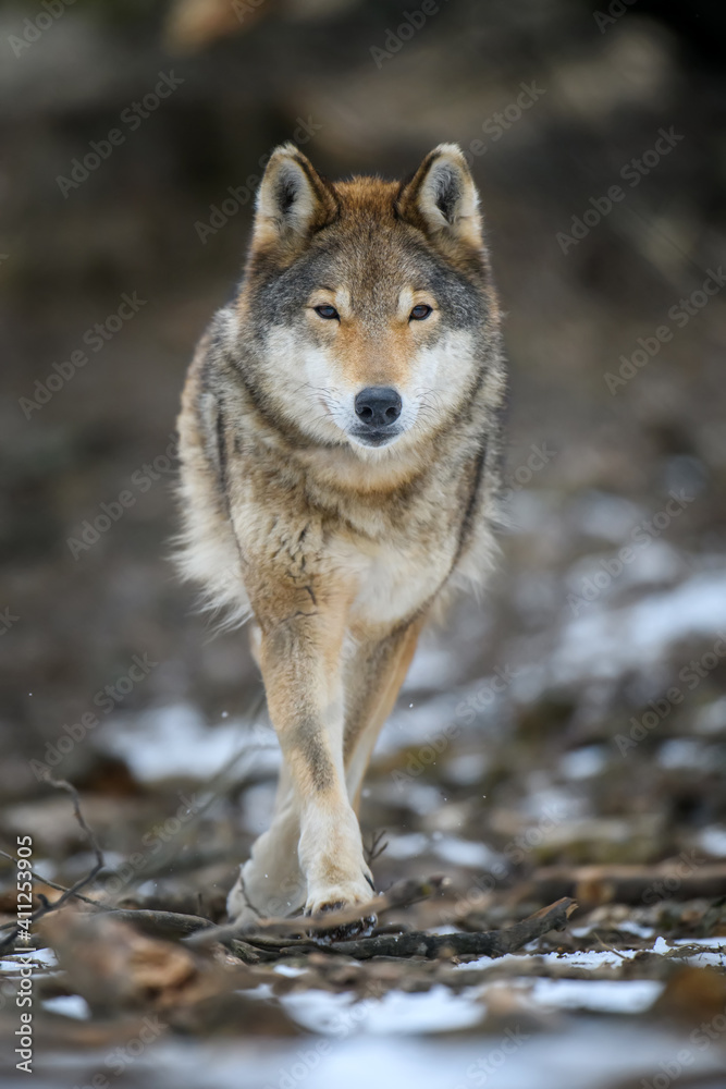 Close up wolf in winter forest background