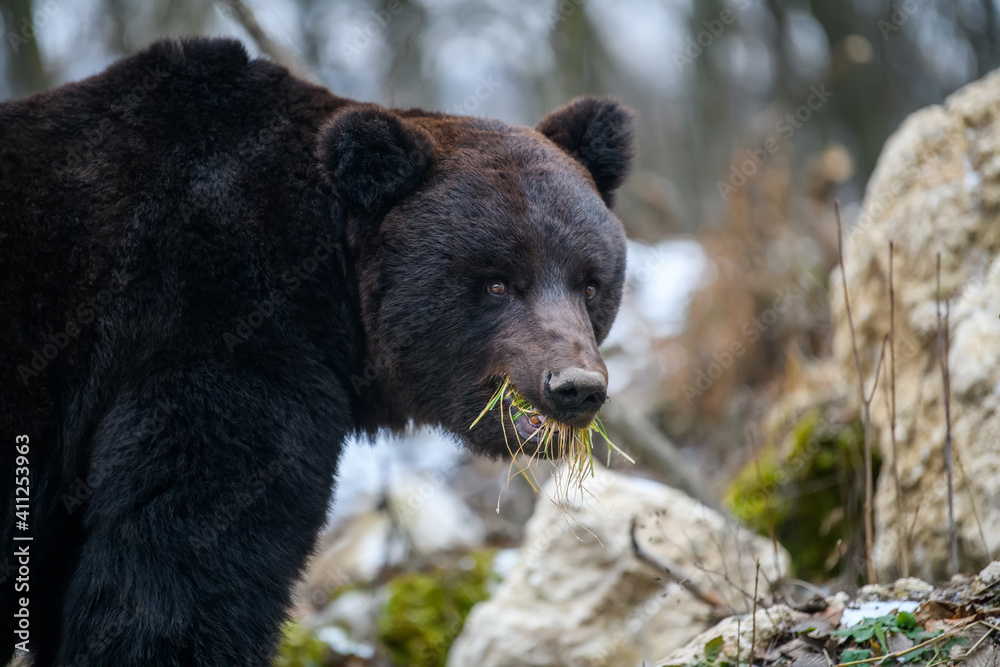 Wild adult Brown Bear (Ursus Arctos) eat grass in the winter forest Wild adult Brown Bear (Ursus Arctos) eat grass in the winter forest