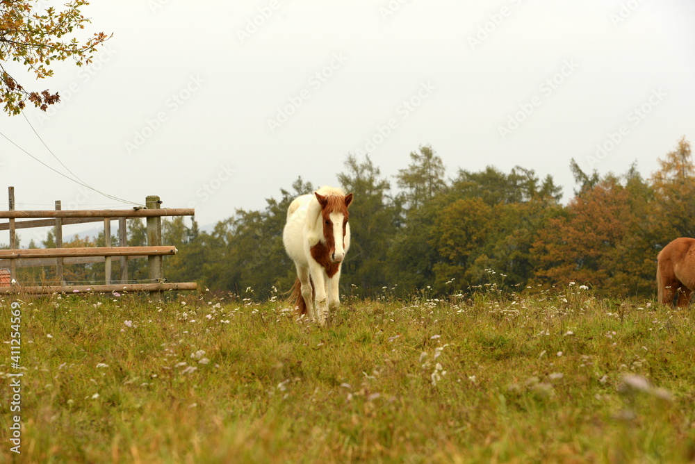 Fototapeta premium Islandpferde auf der herbstlichen Wiese
