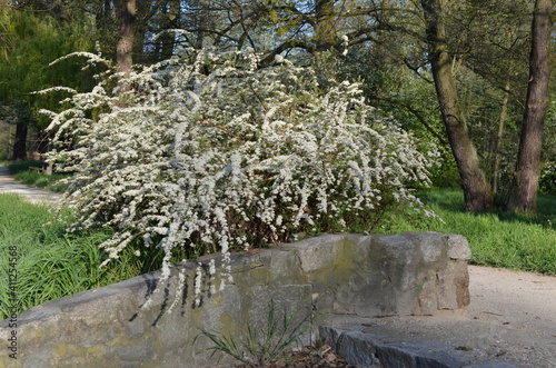 tawuła biała, obficie kwitnący krzak, Spiraea alba photo