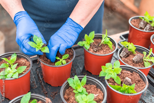 Tableau sur toile Woman gardener replanting petunia seedlings into plant pots