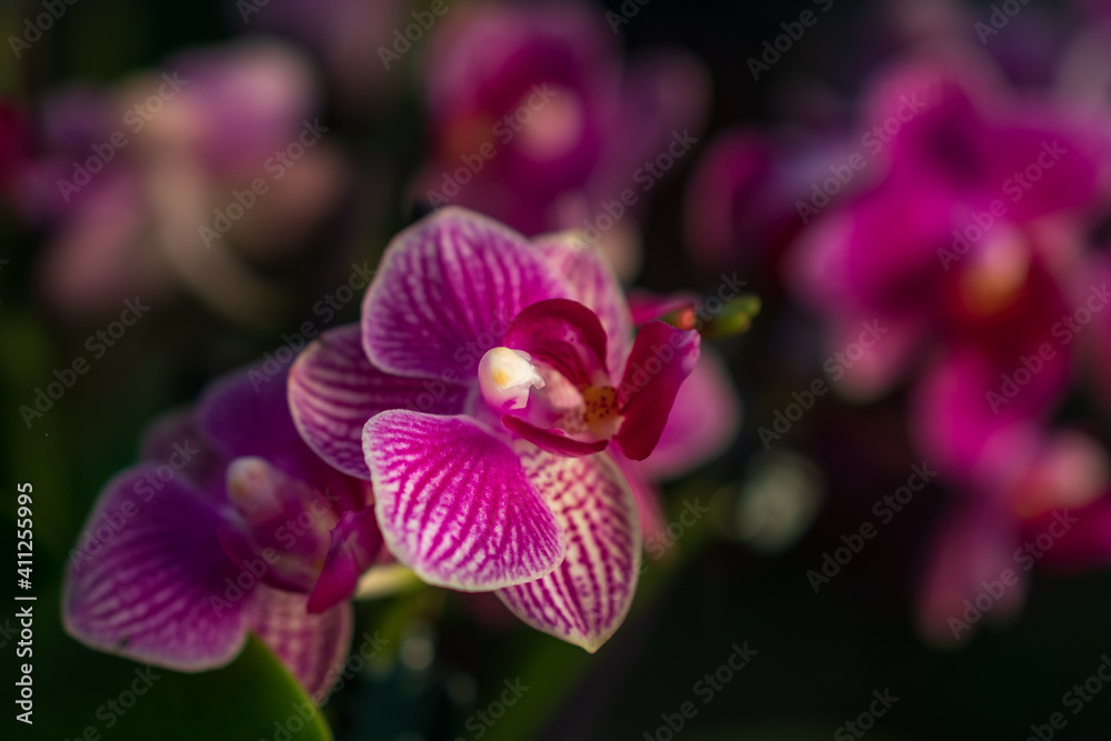 Orchideen in Wangen bei Zürich Orchideen in Wangen bei Zürich