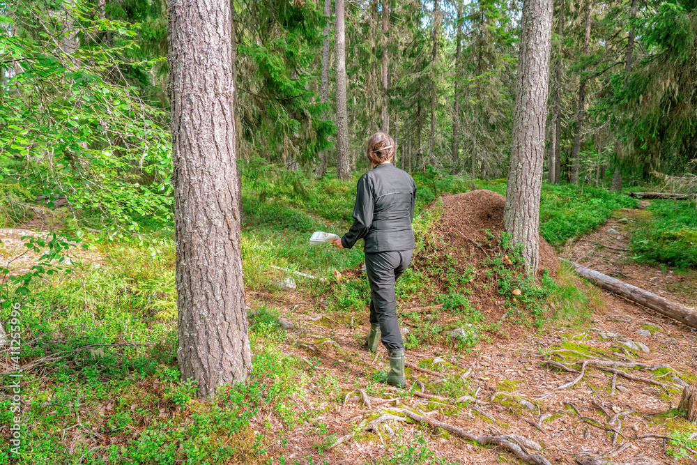 Cute middle aged Caucasian women wearing black sportswear walking with map in pine tree forest during exercise in outdoor orienteering, Sweden, hobby sport, back side view, anthill