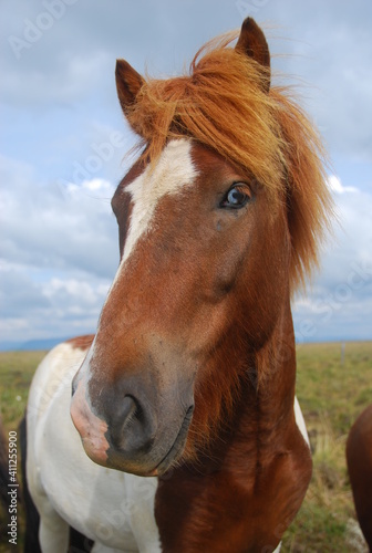 portrait of a blue eyed brown and white horse in the field