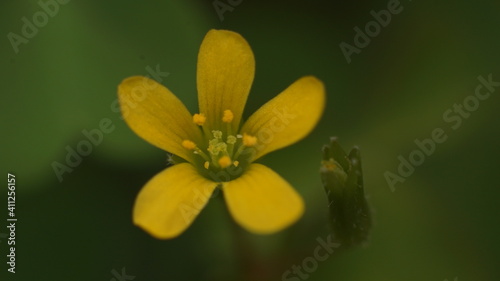 close up of yellow flower