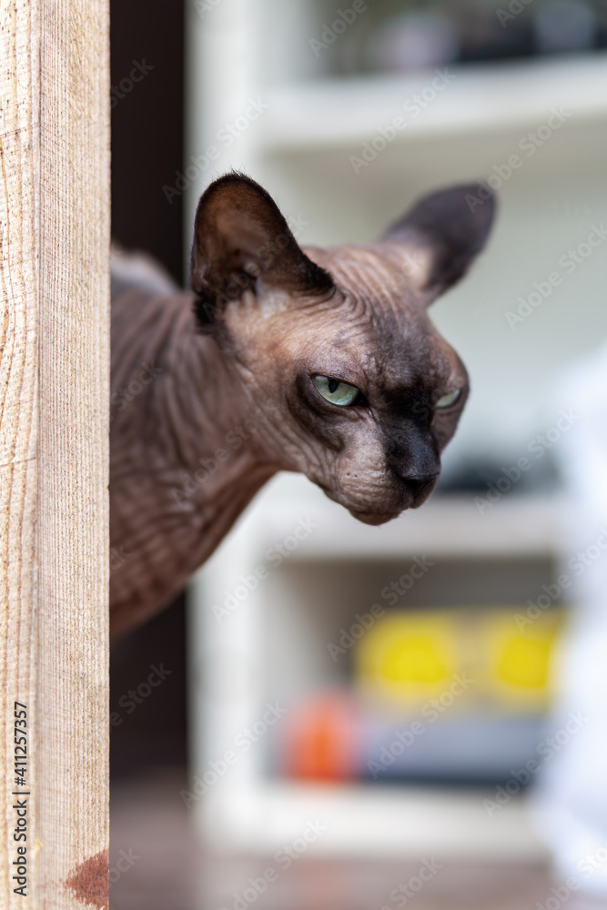Head of curious  domestic sphynx cat looking with green eyes