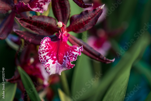 Orchideen in Wangen bei Z  rich
