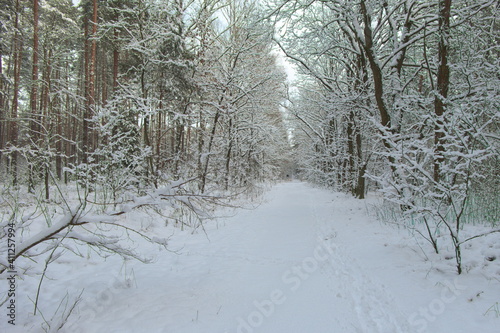 January in the forest. Winter in the forest. Winter road covered in snow.