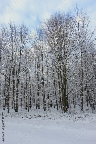 Winter forest on a background of blue sky.