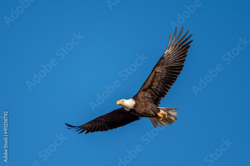 Fotomurale bald eagle in flight