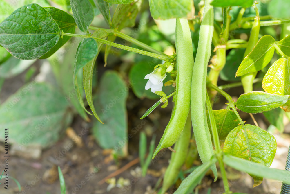 Green beans grow in the vegetable garden Green beans grow in the vegetable garden