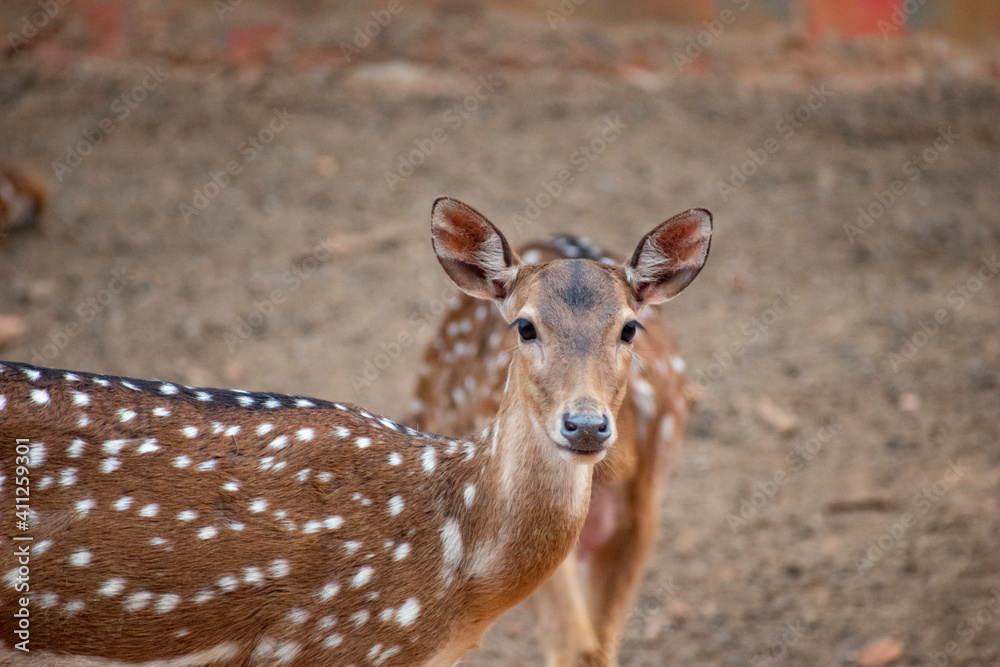The chital (Axis axis), also known as spotted deer, chital deer, and axis deer The chital (Axis axis), also known as spotted deer, chital deer, and axis deer