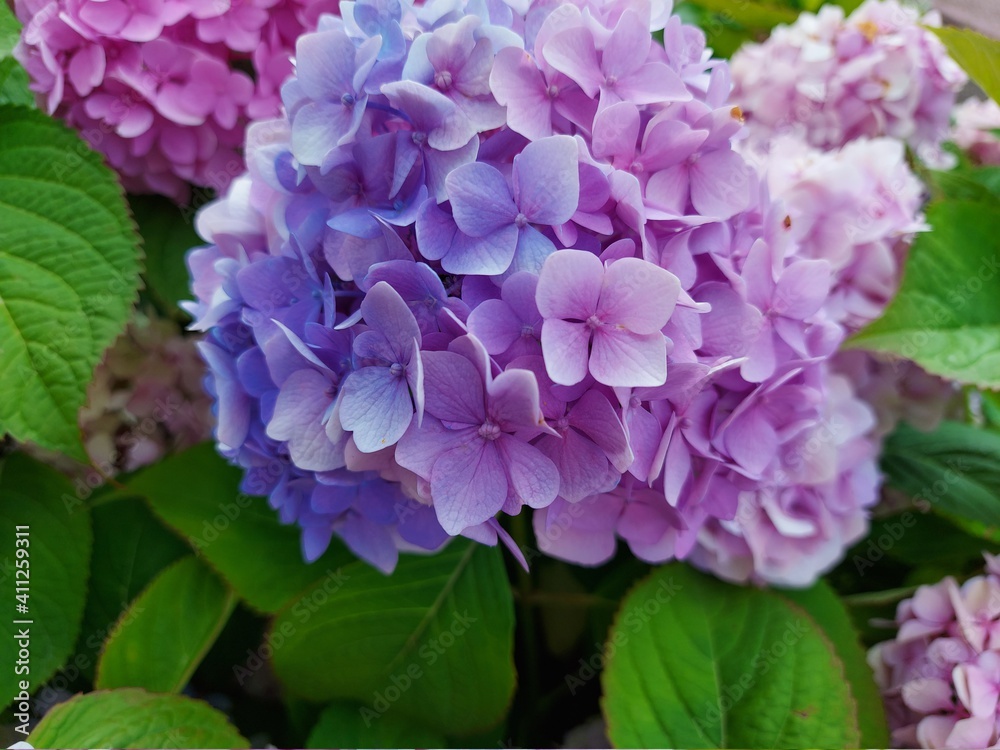 Beautiful hydrangea in flower bed outdoor in summer. Beautiful hydrangea in flower bed outdoor in summer.