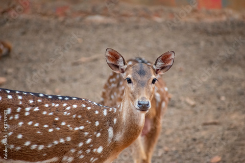 The chital (Axis axis), also known as spotted deer, chital deer, and axis deer photo