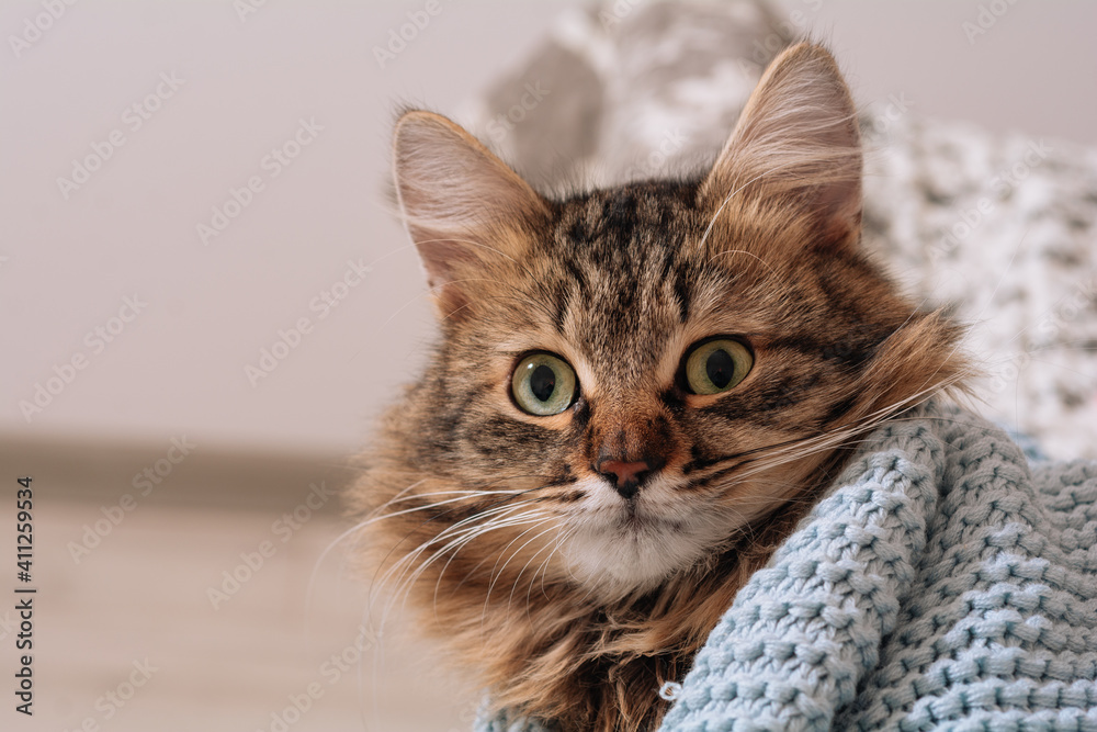 Funny brown striped cute green-eyed kitten lies wrapped in a blue plaid on the bed.