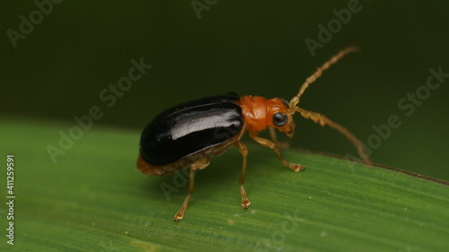 bug on a leaf