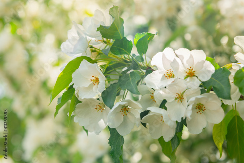 Blossoming apple tree brunch with white flowers