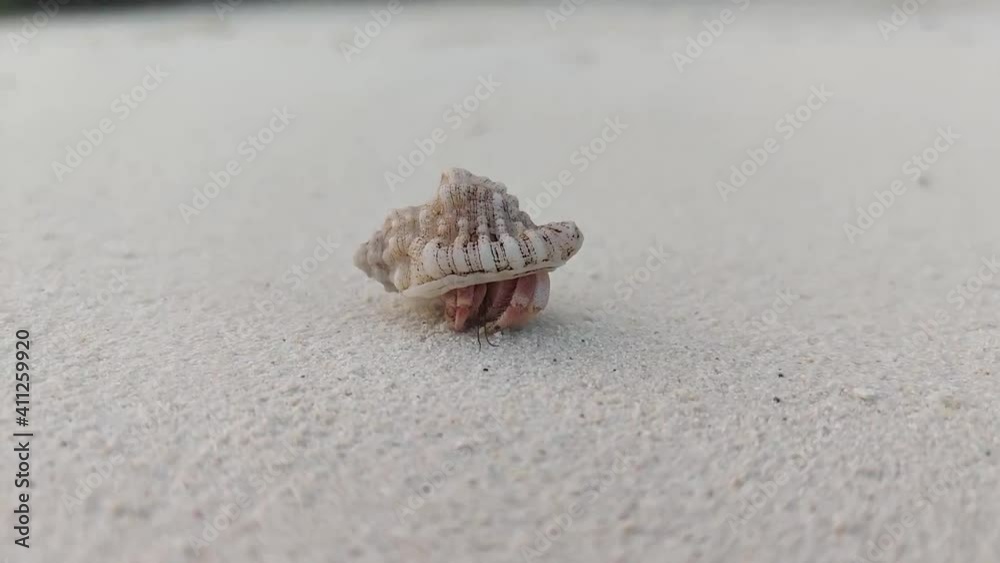 Living Sea Shell coming out of shell and walking, sea creature in Maldives in January 2021