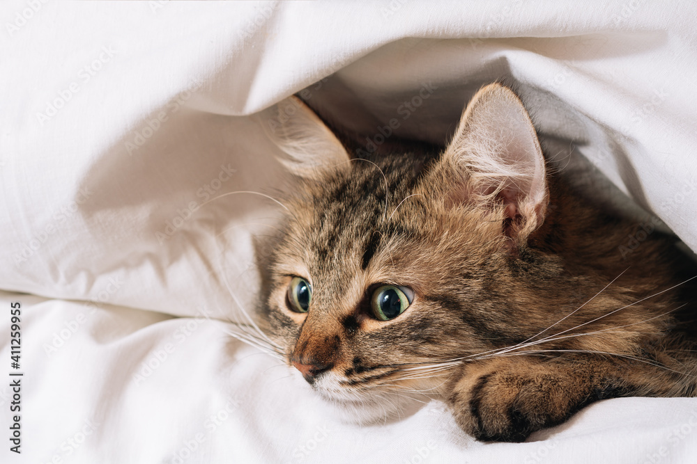 Funny brown striped cute green-eyed kitten lies under a white blanket and sheets. Close-up cat in bed. Brown cat lies in white bedding. Cat in bed concept
