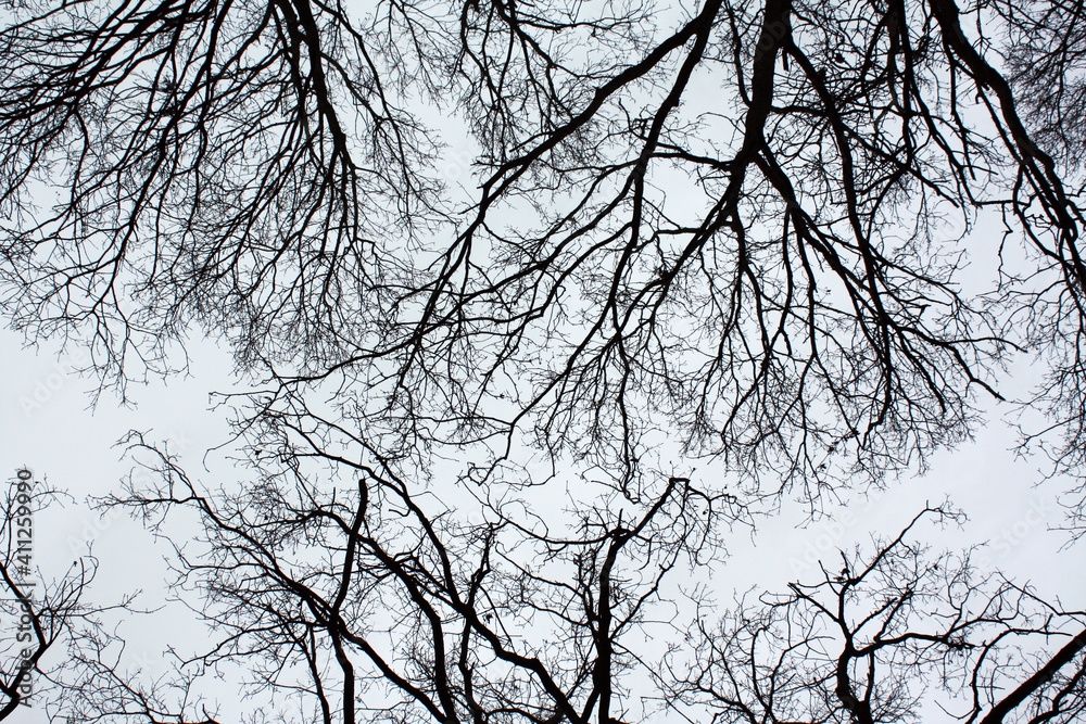 Obraz premium Sky in the forest