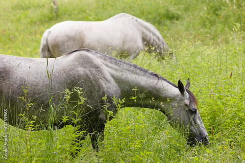 Two white and black horses eating grass on the meadow