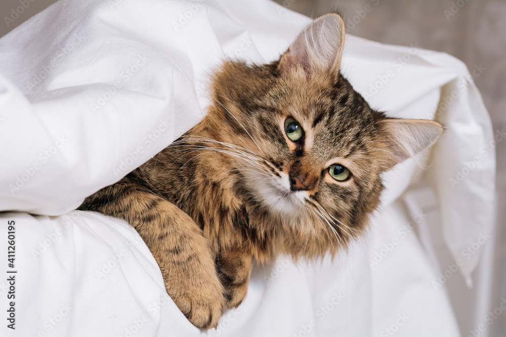 Funny brown striped cute green-eyed kitten lies under a white blanket and sheets.