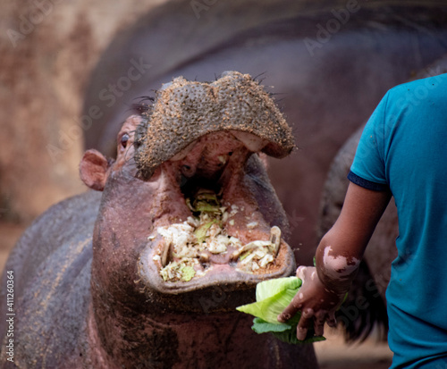 Close shot of eating moment of hippopotamus. © Jahid