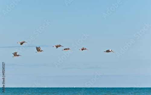 front view  very  far  distance of a gage of brown pelicans flying along a tropical seashore  on the gulf of Mexico on a sunny day