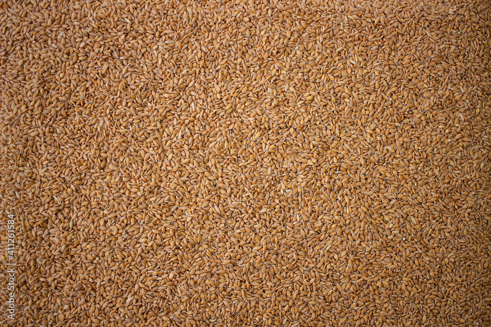 Enkir variety wheat seed texture. Compact pile of seeds on a plane, photographed from above. Golden seeds. Concept of agriculture, farmer, work, fields, life, nature, fruits of nature Enkir variety wheat seed texture. Compact pile of seeds on a plane, photographed from above. Golden seeds. Concept of agriculture, farmer, work, fields, life, nature, fruits of nature