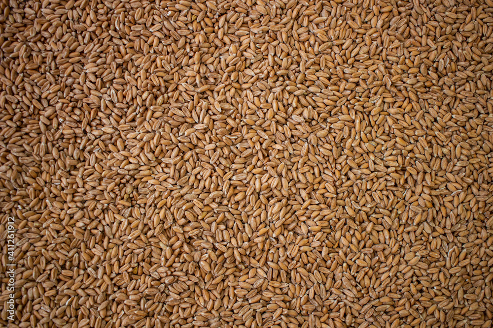 Spelled variety wheat seed texture. Compact pile of seeds on a plane, photographed from above. Golden seeds. Concept of agriculture, farmer, work, fields, life, nature, fruits of nature Spelled variety wheat seed texture. Compact pile of seeds on a plane, photographed from above. Golden seeds. Concept of agriculture, farmer, work, fields, life, nature, fruits of nature