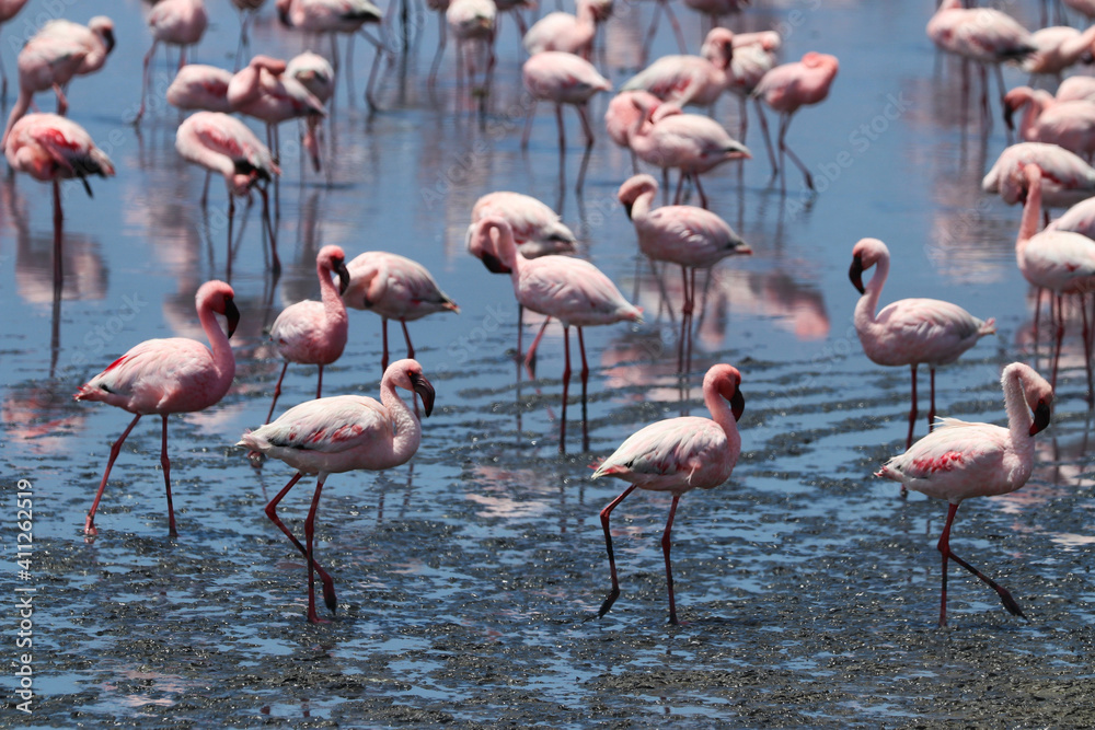 Pink Flamingos - Walvis Bay, Namibia, Africa