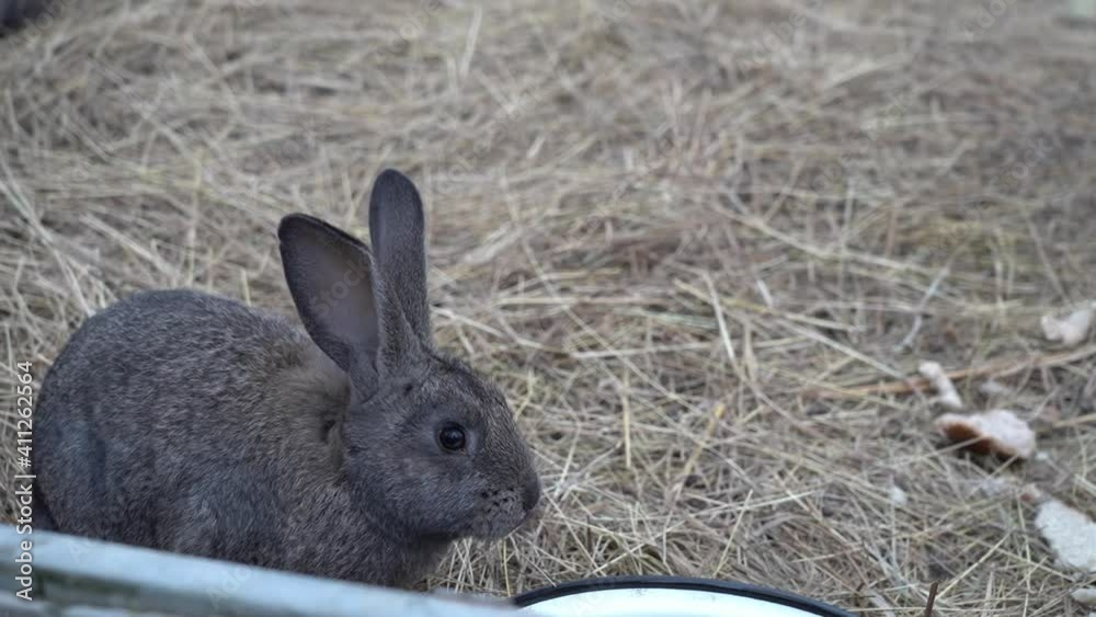 rabbits are walking on the ground, and cute colorful rabbits are