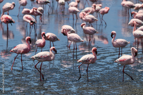 Pink Flamingos - Walvis Bay, Namibia, Africa © Christian