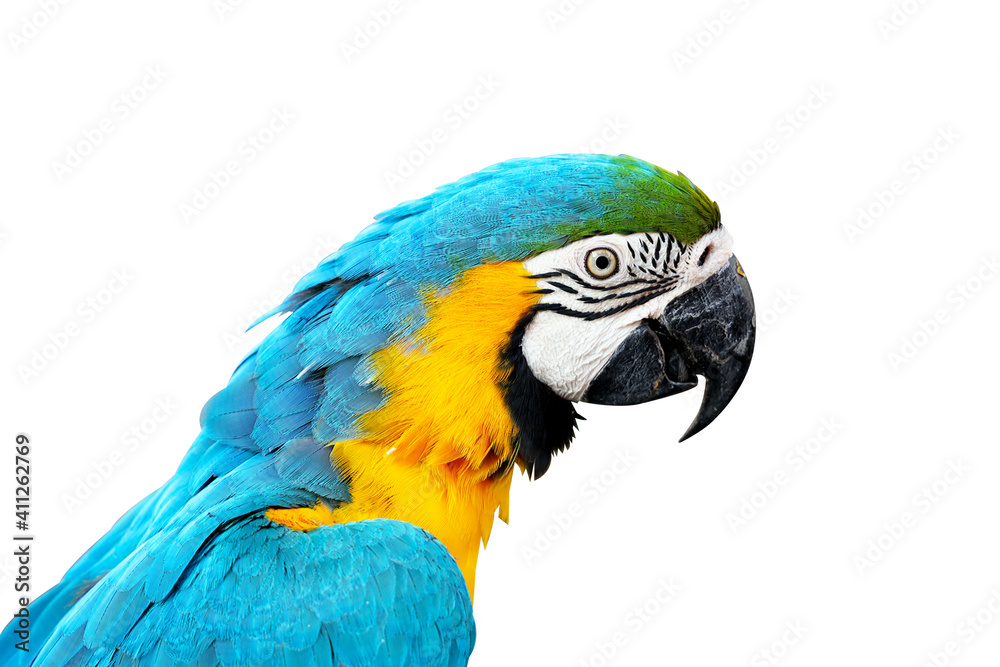 Closeup blue and yellow macaw isolated on white background Closeup blue and yellow macaw isolated on white background