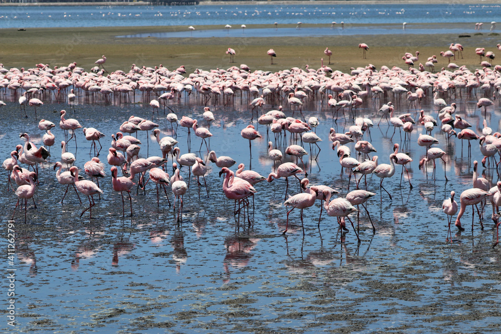 Fototapeta premium Pink Flamingos - Walvis Bay, Namibia, Africa