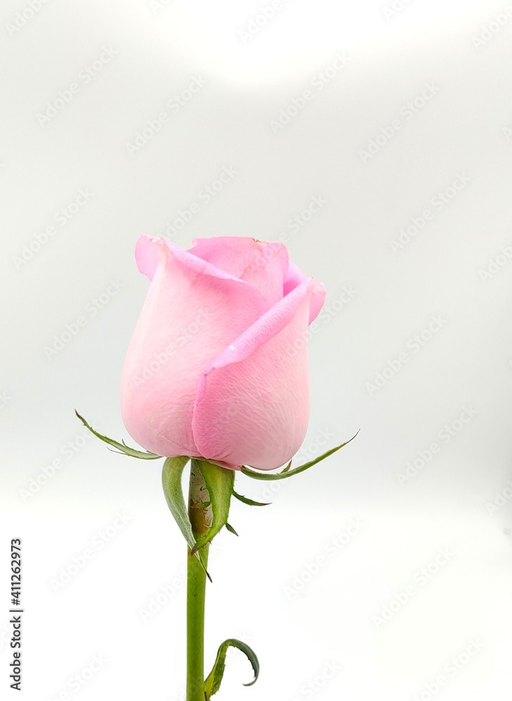 pink rose pink rose