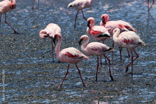 Pink Flamingos - Walvis Bay  Namibia  Africa