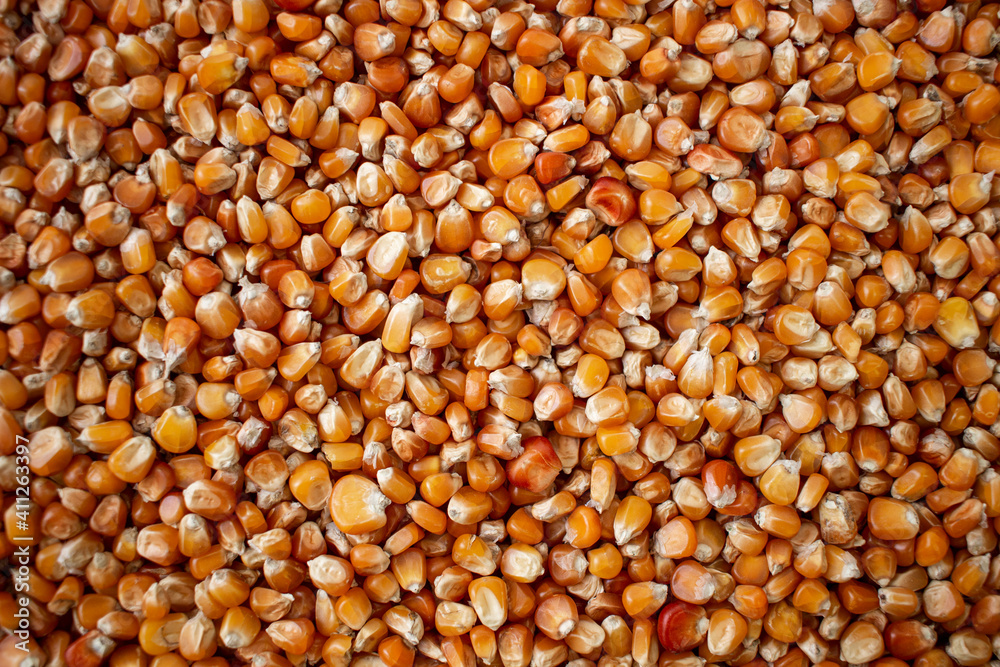 Enkir variety wheat seed texture. Compact pile of seeds on a plane, photographed from above. Golden seeds. Concept of agriculture, farmer, work, fields, life, nature, fruits of nature Enkir variety wheat seed texture. Compact pile of seeds on a plane, photographed from above. Golden seeds. Concept of agriculture, farmer, work, fields, life, nature, fruits of nature
