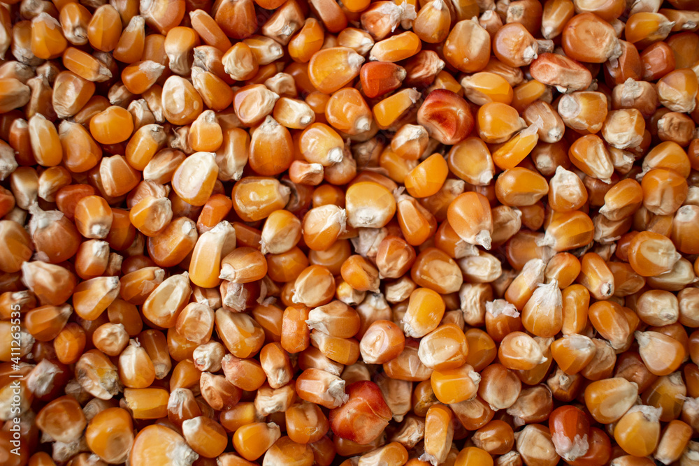 Enkir variety wheat seed texture. Compact pile of seeds on a plane, photographed from above. Golden seeds. Concept of agriculture, farmer, work, fields, life, nature, fruits of nature Enkir variety wheat seed texture. Compact pile of seeds on a plane, photographed from above. Golden seeds. Concept of agriculture, farmer, work, fields, life, nature, fruits of nature