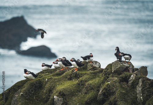 Atlantic Puffin or Common Puffin, Fratercula arctica, in flight on Mykines, Faroe Islands photo