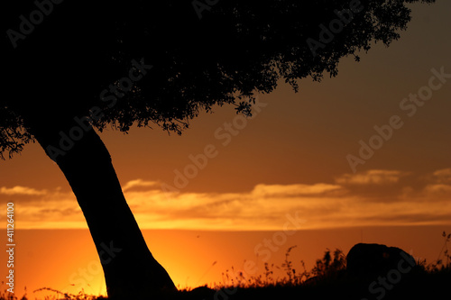 Fondo de puesta de sol con silueta de árboles y montaña