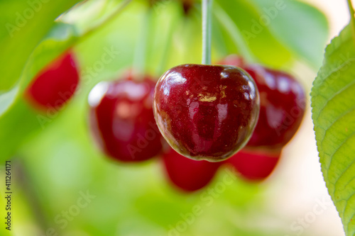 Bonitas y dulces cerezas rojas y ecologicas organicas en el arbol contra las hojas verdes photo
