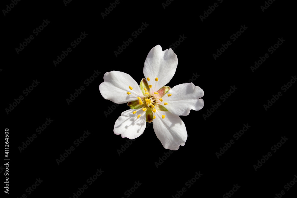 Flor de almendro con fondo negro Flor de almendro con fondo negro