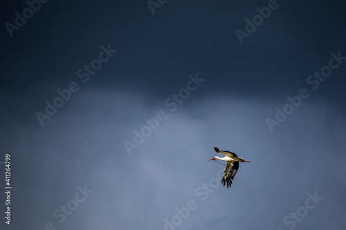 white stork in flight dramatic sky