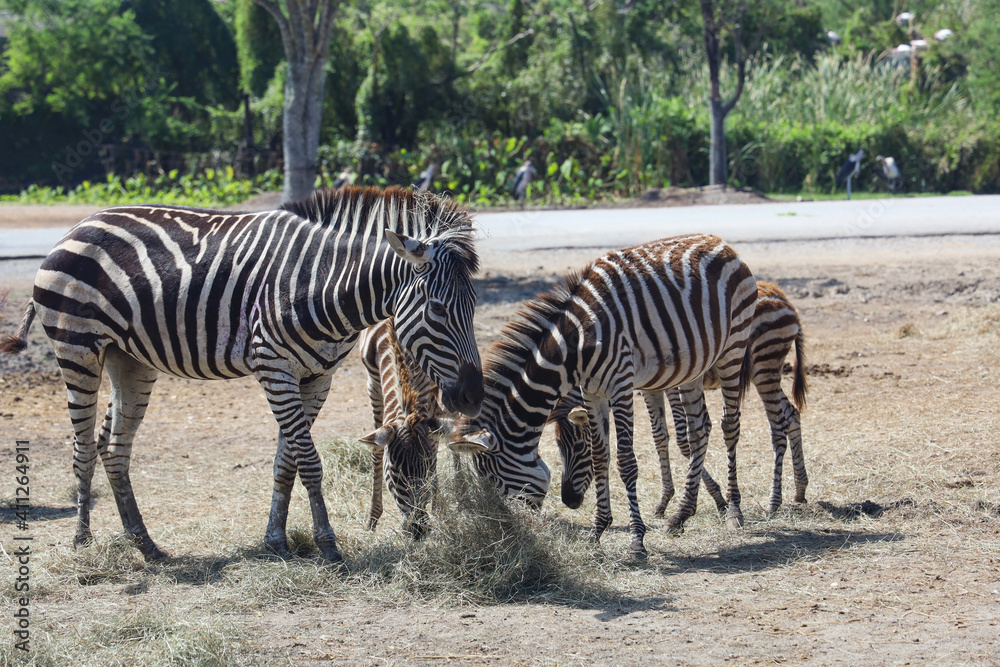 The family burchell zebra is eatting in farm The family burchell zebra is eatting in farm