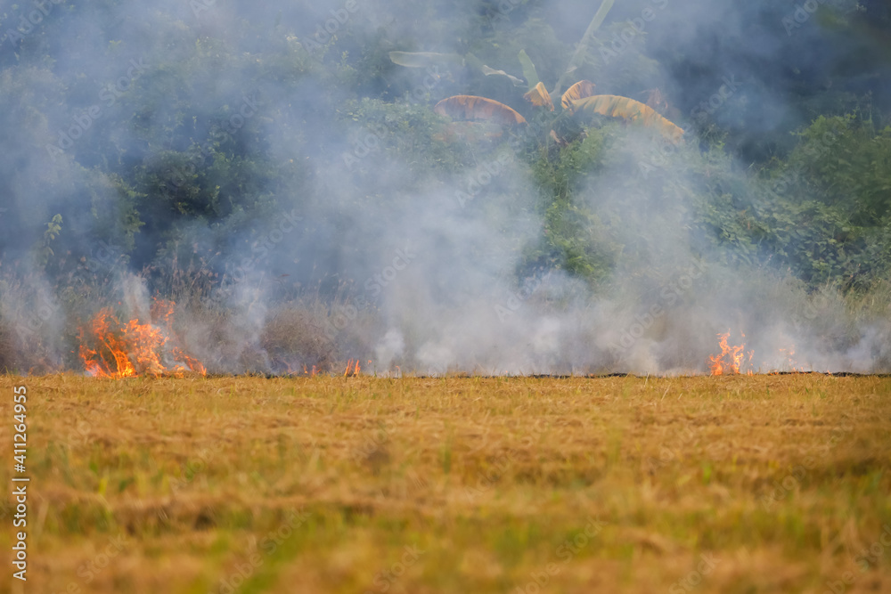 The farmer is burned the per cobs dry in the rice field .Causing smoke and the greenhouse effect in the world