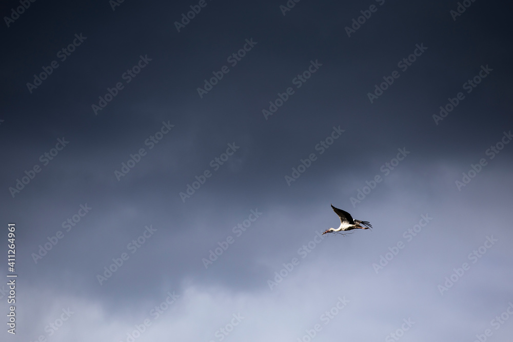 Obraz premium white stork in flight dramatic sky