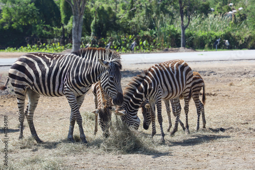 The family burchell zebra is eatting in farm