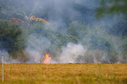 The farmer is burned the per cobs dry in the rice field .Causing smoke and the greenhouse effect in the world