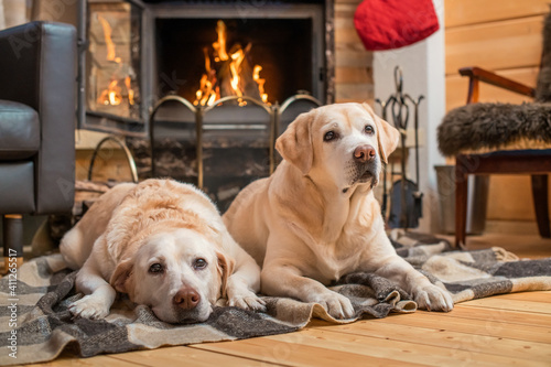pair of golden Labrador Retrievers lie on a blanket in front of country house fireplace.